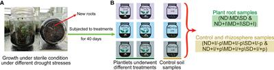 Drought stress modifies the community structure of root-associated microbes that improve Atractylodes lancea growth and medicinal compound accumulation